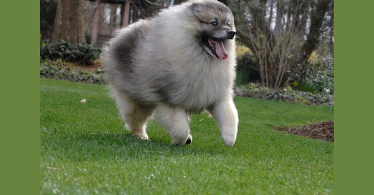 Photo of Shady, a Keeshond  in 1718 Pine Bay Rd, Lake City, SC, USA