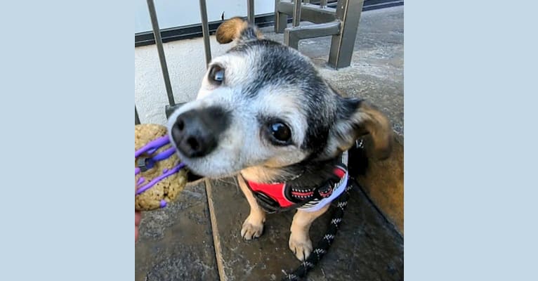 Photo of Avery, a Chihuahua, Pomeranian, and Poodle (Small) mix in Bellingham, Washington, USA