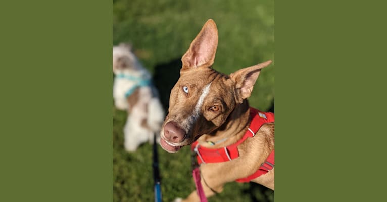 Photo of Raisin, an American Pit Bull Terrier, German Shepherd Dog, Australian Cattle Dog, and Doberman Pinscher mix in Sacramento, California, USA