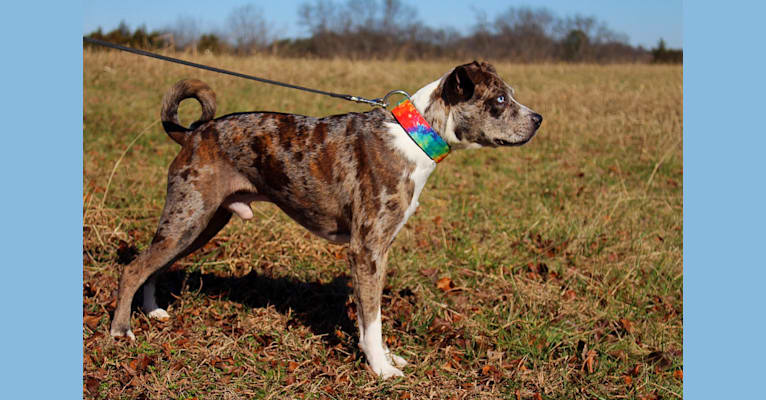 Hammer, a Boston Terrier and Australian Cattle Dog mix tested with EmbarkVet.com