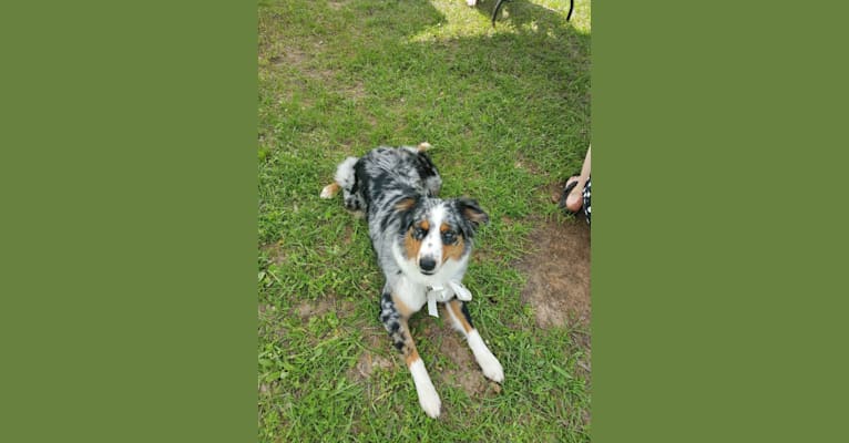 Ellie Einstein Cow Creek Aussies, an Australian Shepherd Group tested with EmbarkVet.com