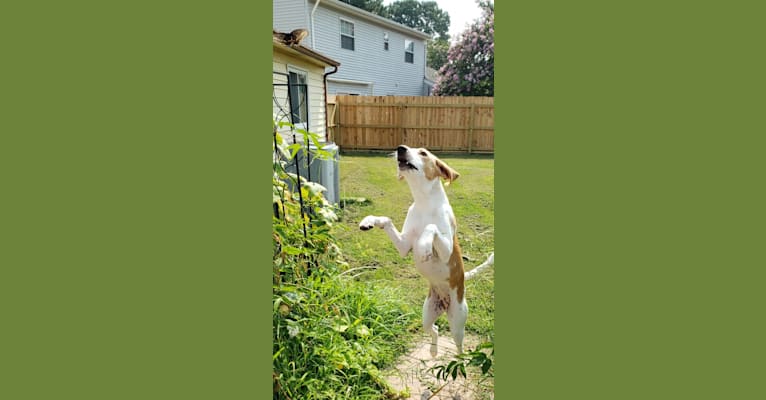 Hazel Mae, an American Foxhound tested with EmbarkVet.com