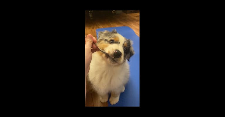 Bailie (Skyecoves Boss Dog is Out Of This World), an Australian Shepherd Group tested with EmbarkVet.com