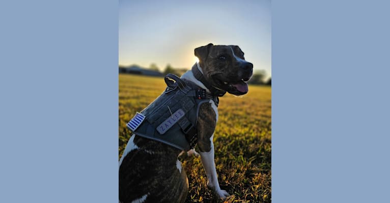 Zaylee, an American Pit Bull Terrier and American Staffordshire Terrier mix tested with EmbarkVet.com