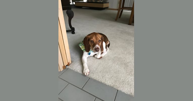 Becky, a Beagle tested with EmbarkVet.com
