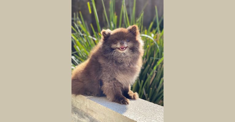 Photo of Egypt, a Pomeranian  in Tickfaw, LA, USA