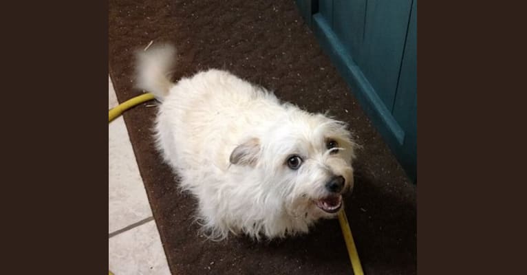 Embark Dog DNA Test Breed