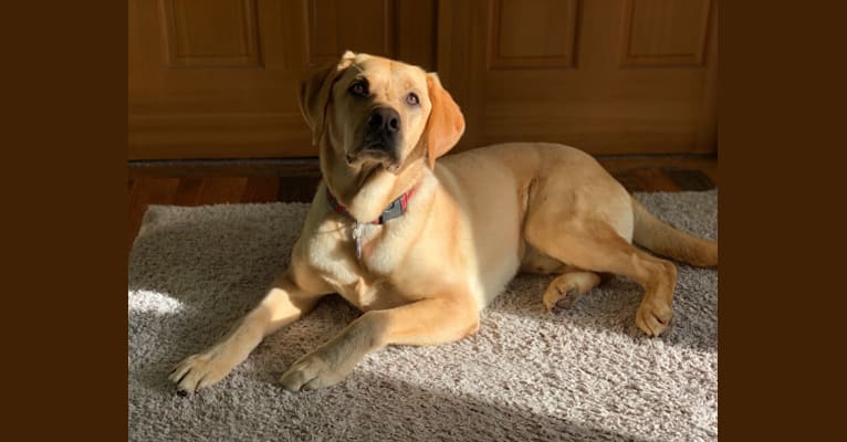 Snuffles, a Labrador Retriever tested with EmbarkVet.com