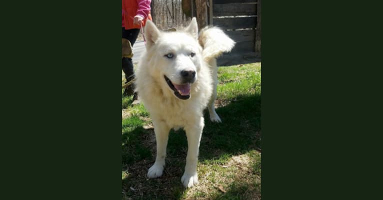 Kodiak, a Siberian Husky and Alaskan Malamute mix tested with EmbarkVet.com