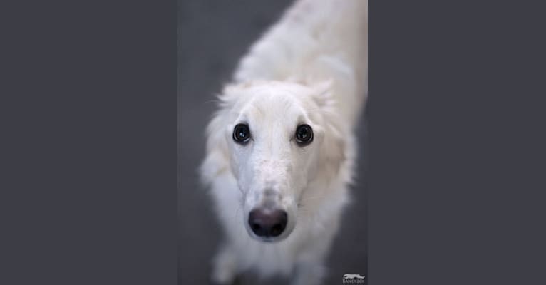 Obie, a Silken Windhound tested with EmbarkVet.com