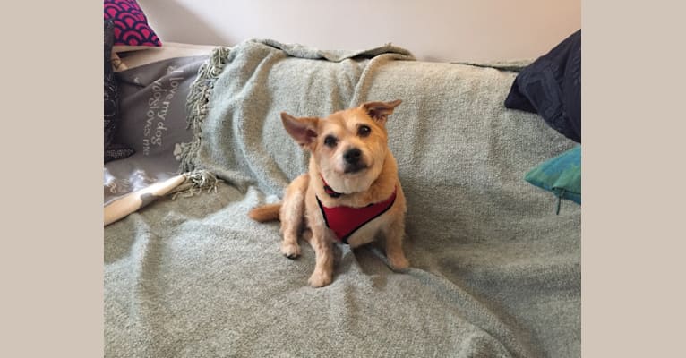Paul Anka, a Chihuahua and Poodle (Small) mix tested with EmbarkVet.com