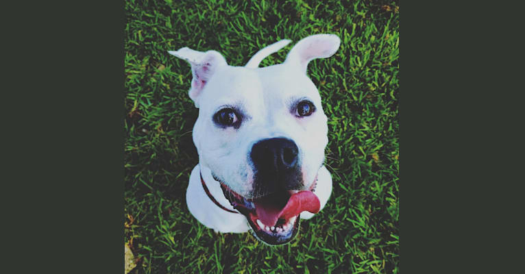Lola, an American Bulldog tested with EmbarkVet.com