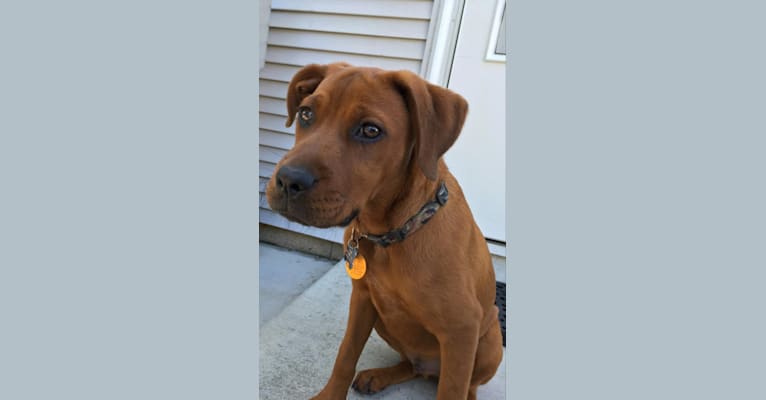 Ruxin, a Boxer and American Pit Bull Terrier mix tested with EmbarkVet.com