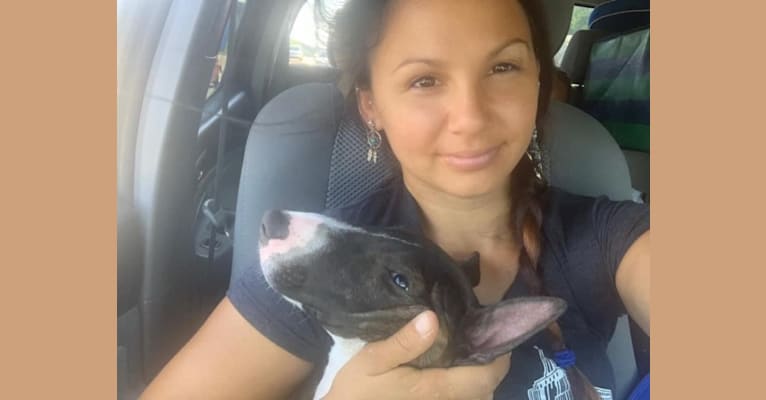 Serendipity, a Bull Terrier tested with EmbarkVet.com
