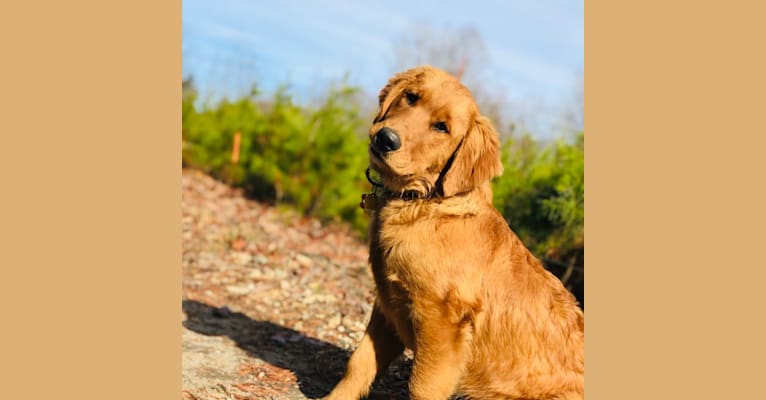 Photo of Biscuit Hill, a Golden Retriever 