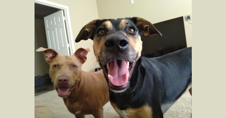 Skye, a Treeing Walker Coonhound and Labrador Retriever mix tested with EmbarkVet.com