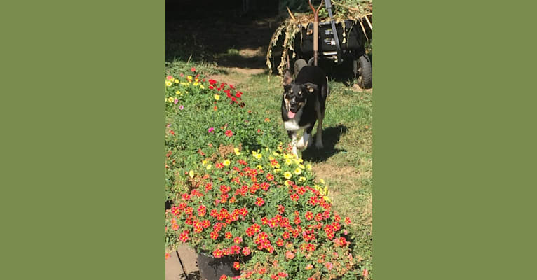 Photo of Ollie, a Border Collie  in Medford, Oregon, USA