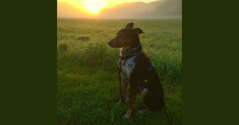 Charlie, an Australian Cattle Dog and Australian Shepherd mix tested with EmbarkVet.com