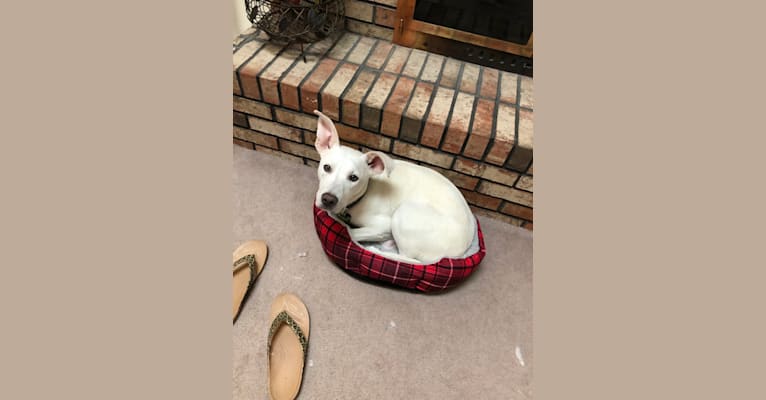 Ham, an American Bully and Dalmatian mix tested with EmbarkVet.com