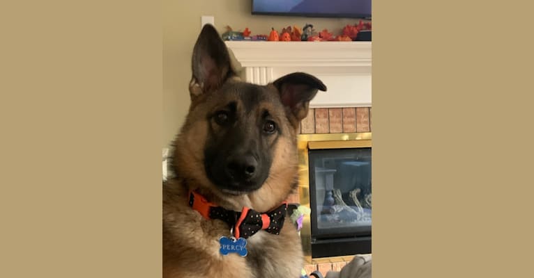 Percy, a Norwegian Elkhound and Australian Cattle Dog mix tested with EmbarkVet.com