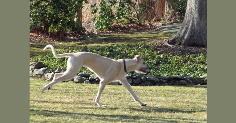 Photo of Talus, an Irish Wolfhound  in Indiana, USA
