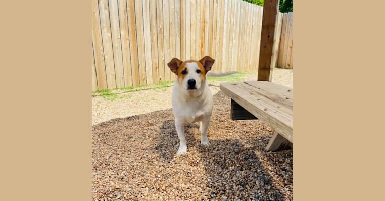 Poe, an Australian Cattle Dog and Chihuahua mix tested with EmbarkVet.com