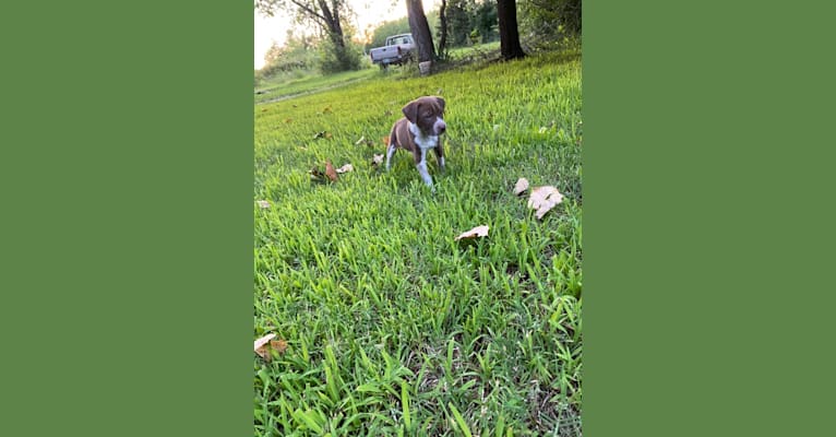 Odii, an American Pit Bull Terrier and Great Pyrenees mix tested with EmbarkVet.com