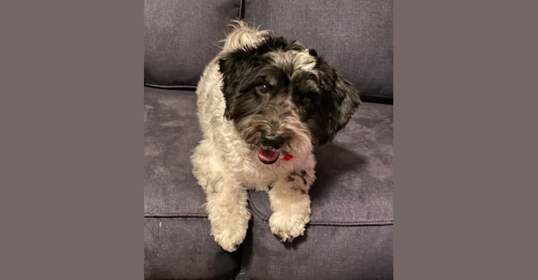 Photo of Ossy, a Havanese  in Jacksonville, Florida, USA