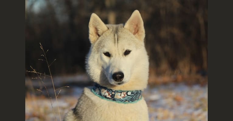 Orla, a Siberian Husky tested with EmbarkVet.com