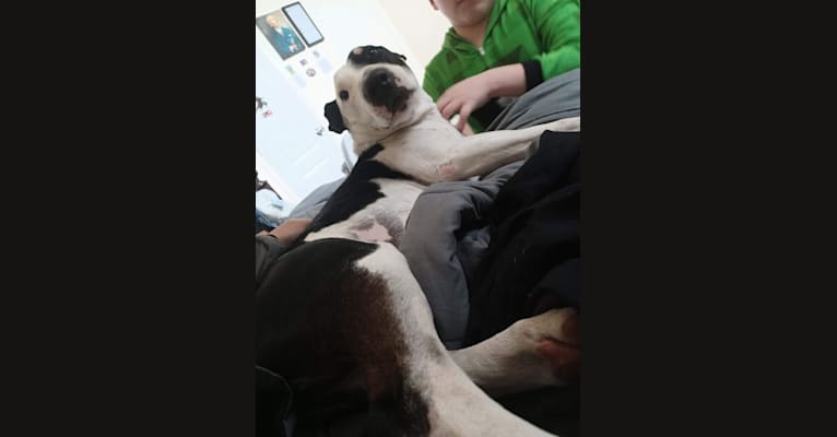 Carlos, a Bull Terrier and American Pit Bull Terrier mix tested with EmbarkVet.com