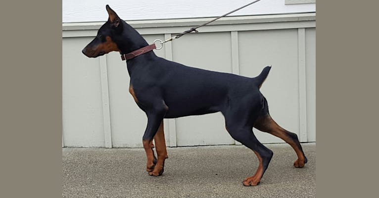 Embark Dog Dna Test Breed