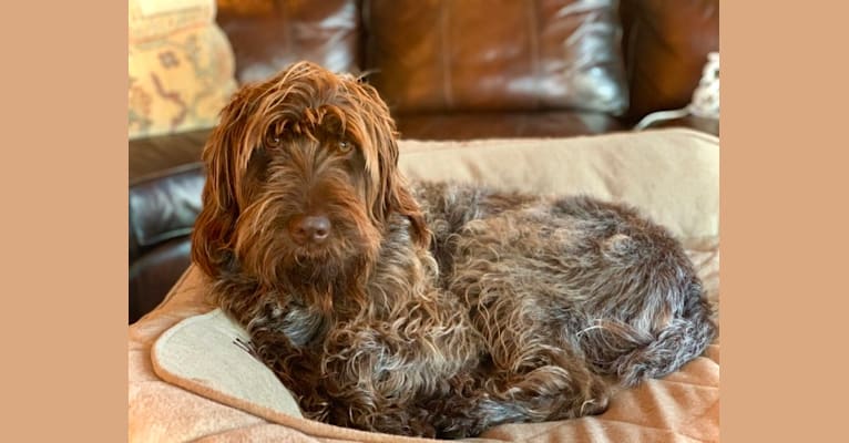 Hunter, a Wirehaired Pointing Griffon tested with EmbarkVet.com