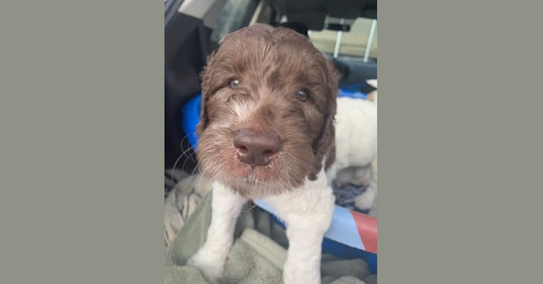 Oakley, a Goldendoodle tested with EmbarkVet.com