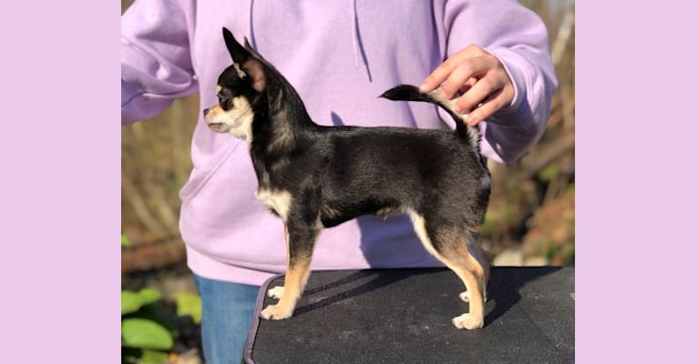 Photo of Mazzi, a Chihuahua 