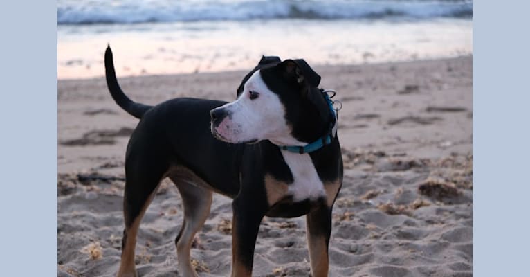 Photo of Hazel, a Bulldog, American Pit Bull Terrier, and American Bully mix in New Haven, Connecticut, USA