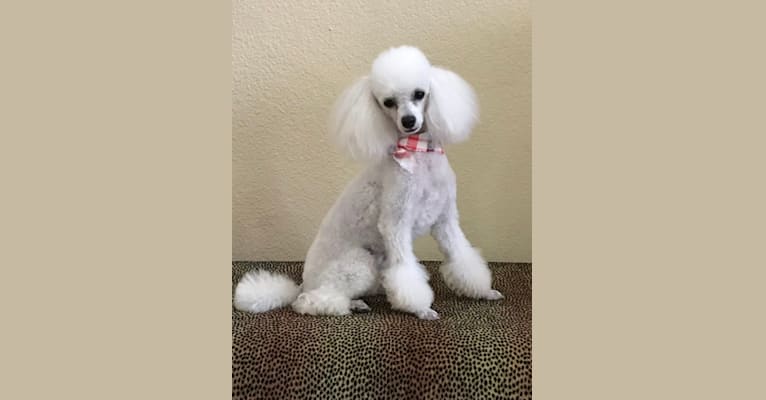 Keiko, a Poodle (Small) tested with EmbarkVet.com