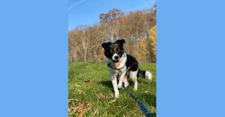 Sully, an Australian Shepherd and Norwegian Elkhound mix tested with EmbarkVet.com