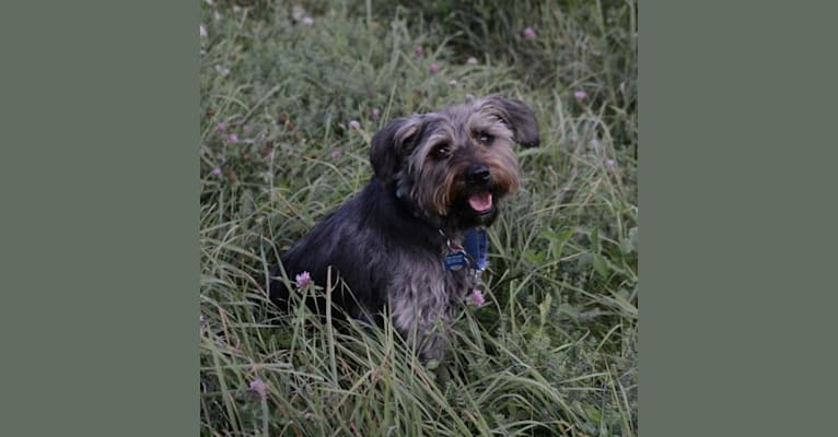Odin, an American Pit Bull Terrier and Miniature Schnauzer mix tested with EmbarkVet.com