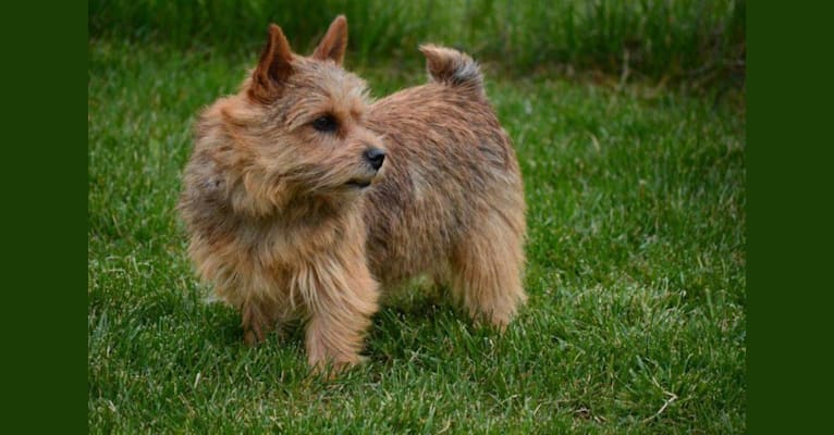 Photo of April, a Norwich Terrier 