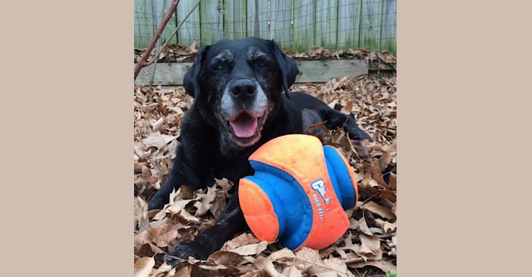 Lucy, a Labrador Retriever tested with EmbarkVet.com