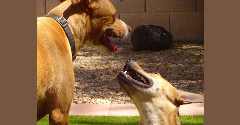 Bean, a Chow Chow and Chihuahua mix tested with EmbarkVet.com