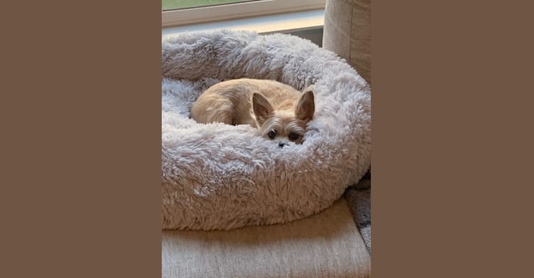 Photo of Wally, a Pomeranian and Chihuahua mix in Knoxville, Tennessee, USA
