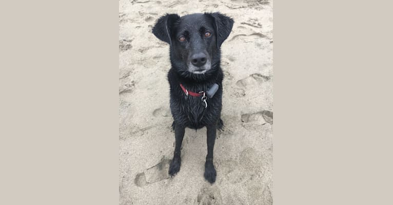 Luna, a Labrador Retriever and Beagle mix tested with EmbarkVet.com