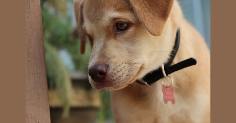 Benny, a Labrador Retriever and Siberian Husky mix tested with EmbarkVet.com