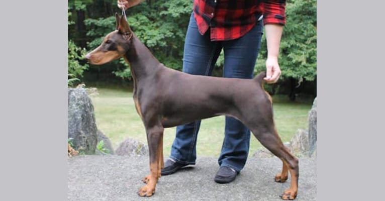 BRAEBROOK'S world is my Oyster "Pearl", a Doberman Pinscher tested with EmbarkVet.com