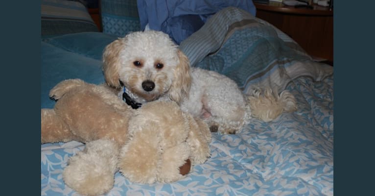 Noah, a Poodle (Small) and Pekingese mix tested with EmbarkVet.com