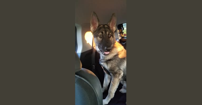 Tundra, a German Shepherd Dog and Great Pyrenees mix tested with EmbarkVet.com