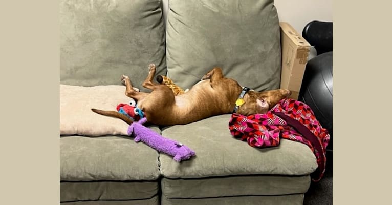 Photo of Bruce, an American Pit Bull Terrier, Chihuahua, Beagle, and American Bulldog mix in Louisville, Kentucky, USA