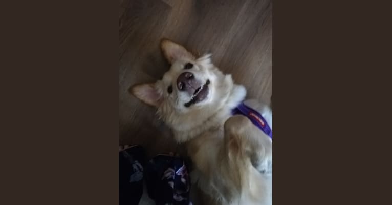 Olive, an Eastern European Village Dog tested with EmbarkVet.com