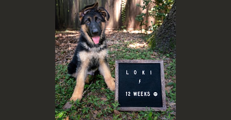 Photo of Loki, a German Shepherd Dog  in Southernwind Kennels German Shepherd breeder in Florida, Phillips Road, Brooksville, FL, USA